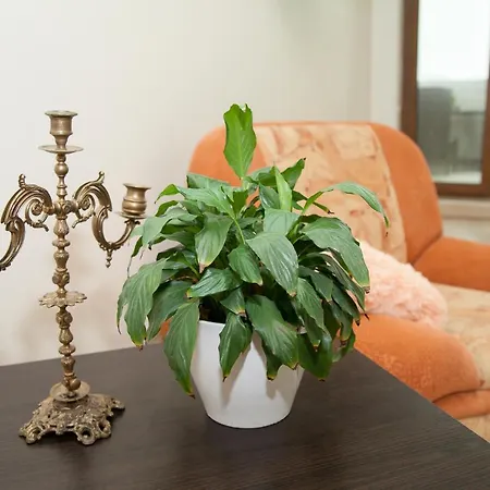 аркадия аркадийский дворец с террасой *